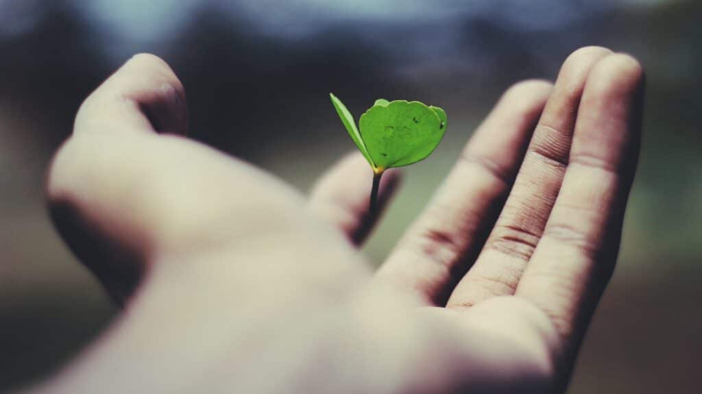 Hand holding a sprouting green plant