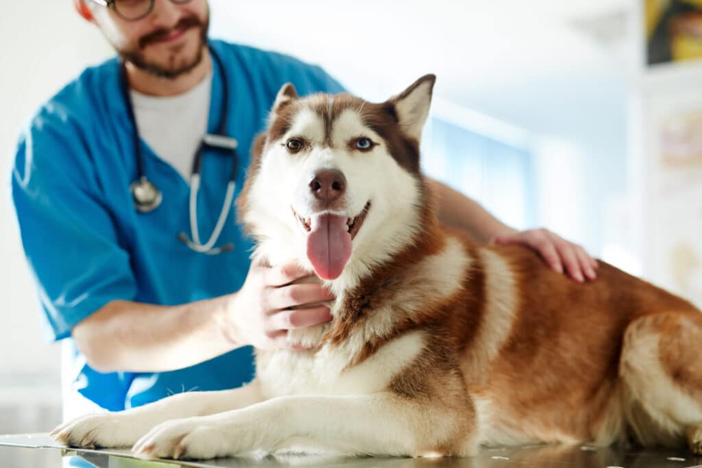 A dog is examined by a vet.